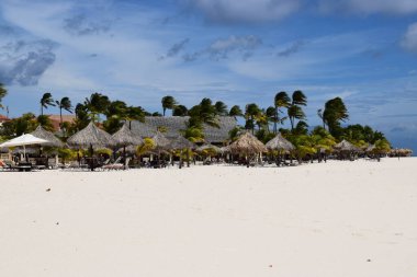 Palmiye ağaçları ve turkuaz suyla ünlü Aruba sahilinin panoramik manzarası.