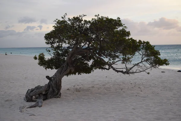 Divi Trees Beach Aruba Island Sunset — Stock Photo, Image
