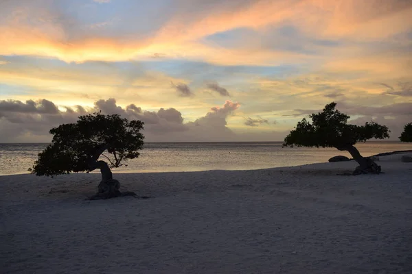 Divi Trees Beach Aruba Island Sunset — Stock Photo, Image