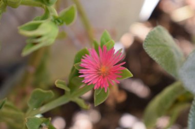 Lampranthus spektabilis pembe çiçek yakın plan