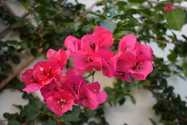 Pembe çiçekli büyük begonviller (Bougainvillea spectabilis)