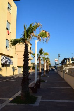 Marina di Cecina (Cecina Mare), İtalya 'nın Tuscany, Livorno, İtalya' da yer alan bir çam ağacıyla ünlü sahil kenti manzarası.