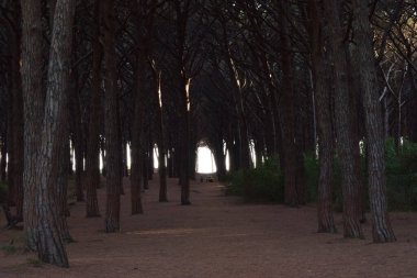 Sahile yakın bir çam ormanı ve gün batımında Marina di Cecina, Toskana İtalya 'da deniz. Çam ağacında güzel bir atmosfer