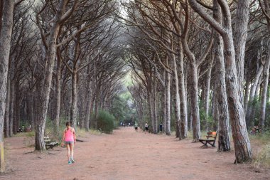 Sahile yakın bir çam ormanı ve gün batımında Marina di Cecina, Toskana İtalya 'da deniz. Çam ağacında güzel bir atmosfer