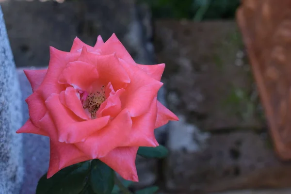 Floribunda Rosa Flor Rosa Cerca — Foto de Stock