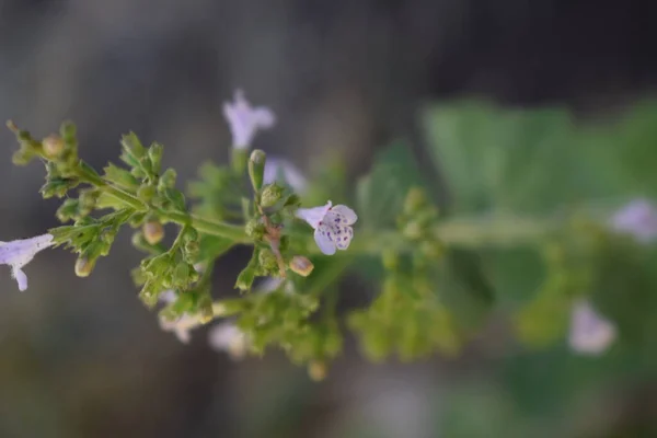 Calamintha Nepeta Calamint Azul Violeta Flor Perto — Fotografia de Stock