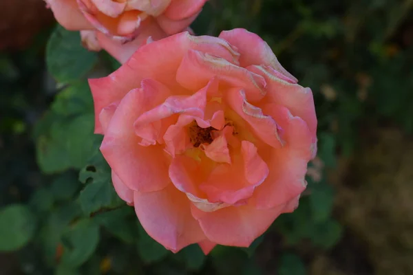 Catharantus Roseus Rose Rose Fleur Gros Plan — Photo