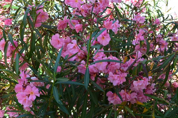 Nerium Oleander Rózsaszín Virágok Közelednek — Stock Fotó