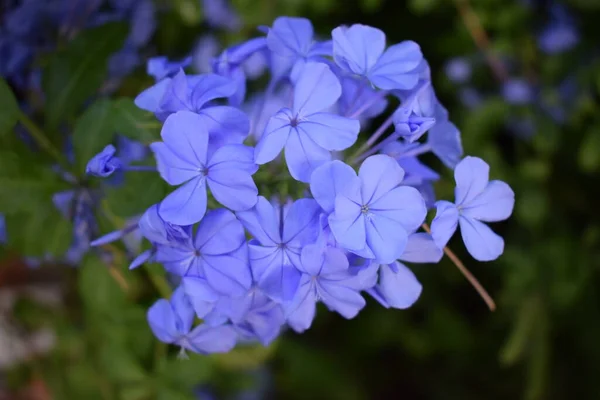 Крупный План Синего Цветка Plumbago Auriculata Широко Известного Plumbago Capensis — стоковое фото