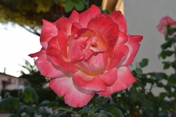 Catharantus Roseus Rosa Flor Rosa Cerca — Foto de Stock