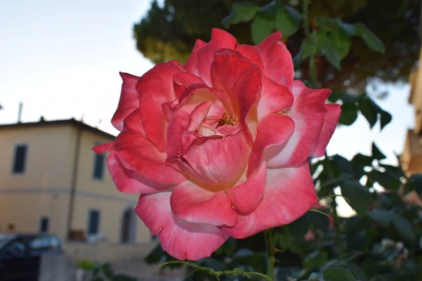 カタランタス ピンク色の花を閉じます — ストック写真