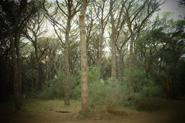 Bosque Pinos Cerca Playa Con Mar Atardecer Marina Cecina Toscana — Foto de Stock