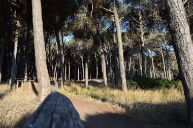 Sahile yakın bir çam ormanı ve gün batımında Marina di Cecina, Toskana İtalya 'da deniz. Çam ağacında güzel bir atmosfer