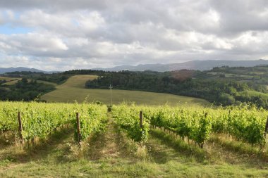 İtalya 'nın orta kesimindeki Toskana tepelerinde güzel bir üzüm bağı.