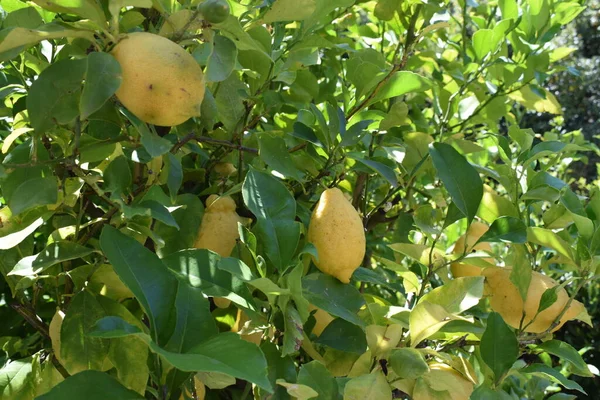 Лимони Лимонному Дереві Красивий Жовтий Колір Крупним Планом — стокове фото