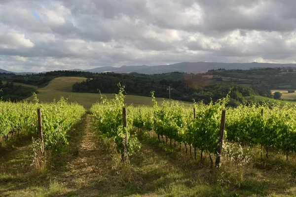 Ein Wunderschöner Weinberg Den Hügeln Der Toskana Mittelitalien — Stockfoto