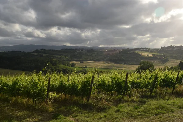 Hermoso Viñedo Través Las Colinas Toscana Italia Central —  Fotos de Stock