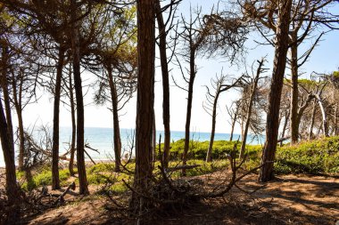Deniz kenarındaki çam ormanı güneşli bir yaz günü Marina di Cecina 'da (Cecina Mare), İtalya' nın Toskana kentinde yer alan Pinewood 'da