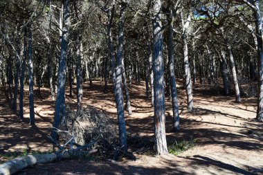 Güneşli bir yaz gününde Marina di Cecina 'da (Cecina Mare) sahile yakın çam ormanı. İtalya, Toskana 'daki Pinewood.
