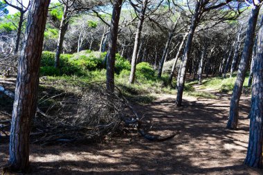 Güneşli bir yaz gününde Marina di Cecina 'da (Cecina Mare) sahile yakın çam ormanı. İtalya, Toskana 'daki Pinewood.