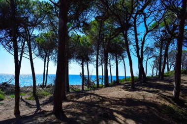 Deniz kenarındaki çam ormanı güneşli bir yaz günü Marina di Cecina 'da (Cecina Mare), İtalya' nın Toskana kentinde yer alan Pinewood 'da