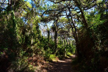 Güneşli bir yaz gününde Marina di Cecina 'da (Cecina Mare) sahile yakın çam ormanı. İtalya, Toskana 'daki Pinewood.