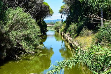 Deniz kenarındaki çam ormanı güneşli bir yaz günü Marina di Cecina 'da (Cecina Mare), İtalya' nın Toskana kentinde yer alan Pinewood 'da