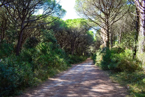 Pine Forest Beach Sea Sunny Summer Day Marina Cecina Cecina — Stock Photo, Image