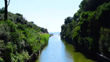 Deniz kenarındaki çam ormanı güneşli bir yaz günü Marina di Cecina 'da (Cecina Mare), İtalya' nın Toskana kentinde yer alan Pinewood 'da