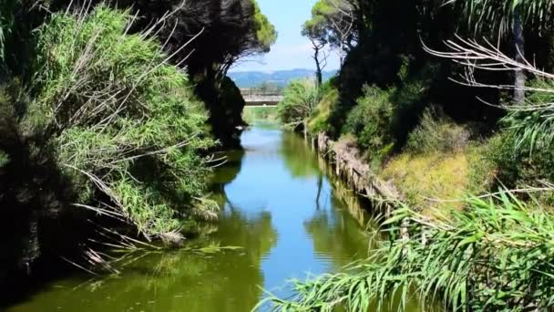 Bosque Pinos Cerca Playa Con Mar Día Soleado Verano Marina — Vídeo de stock