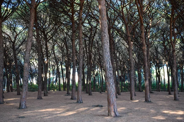 The pineforest of Marina di Cecina, a city located on the seaside of Tuscany, in the province of Livorno