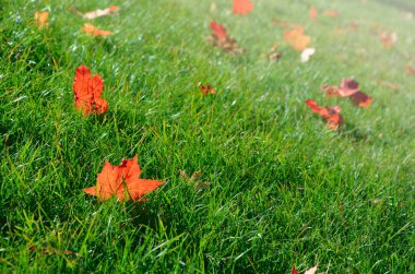 Çimenlerin üzerinde sonbahar yaprakları ile doğa arka plan.