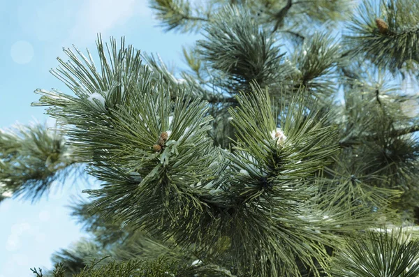 Branche Pin Avec Gros Plan Neige Contre Ciel Bleu — Photo