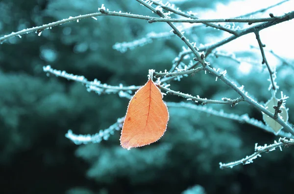 Гілка Один Ній Апельсиновий Лист Покриті Морозною Морозною Зимою — стокове фото
