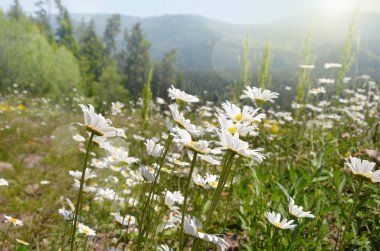Güneşli yaz yatay, dağlar ve mavi gökyüzü fon karşı papatya. 