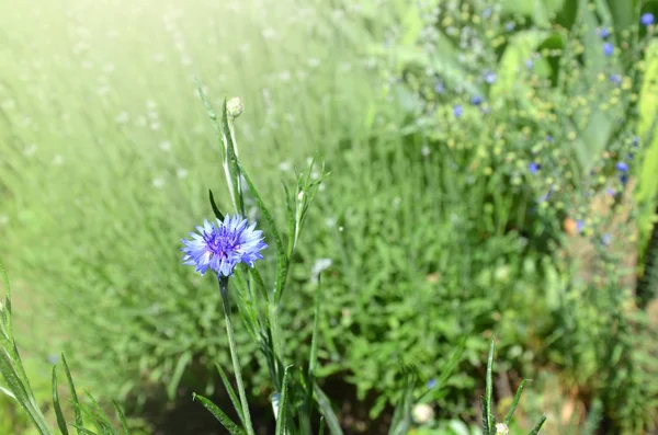 Hermosas Flores Maíz Silvestres Azules Floreciendo Prado Verano — Foto de Stock