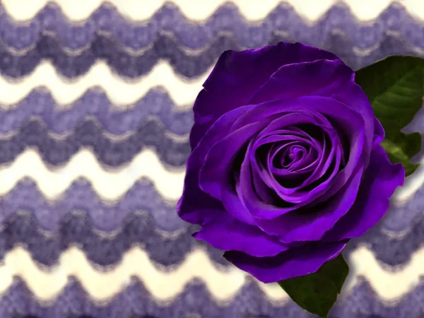 Large, beautiful purple rose on a blurred background with wavy stripes. Image