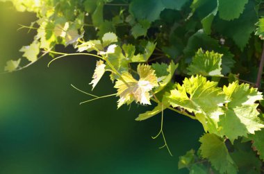 Doğal ışık ve ücretsiz alanı ile yaprakları yakın çekim ile bir asma dalı ile koyu yeşil renkli. Görüntü.