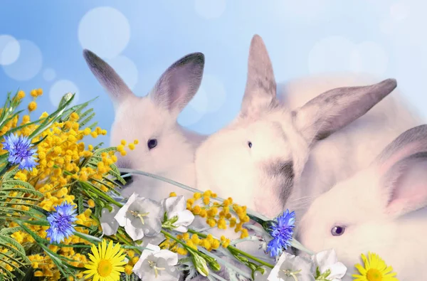 Rabbits and a bouquet of flowers. — Stock Photo, Image