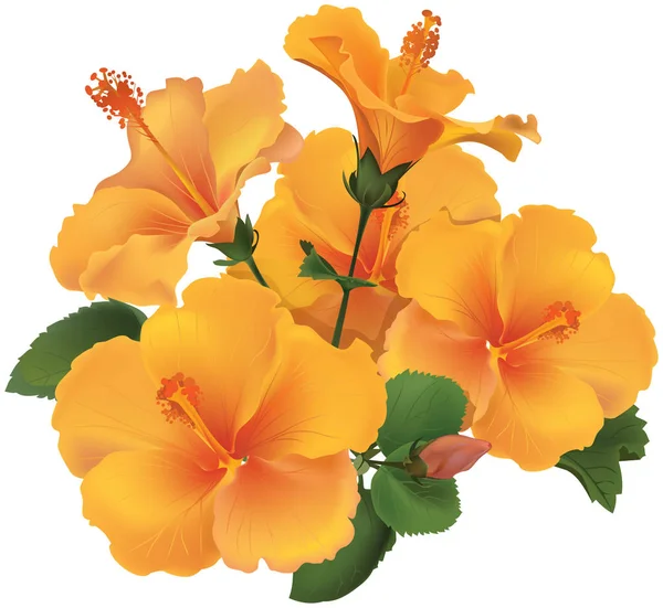 Bukiet żółty kwiat hibiskusa z liści. — Wektor stockowy