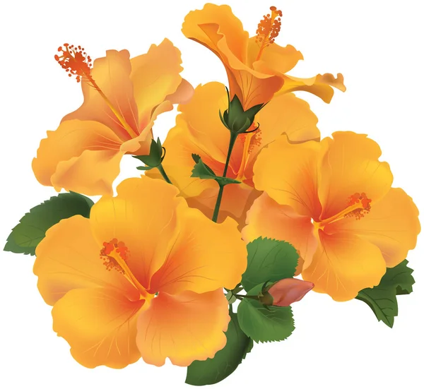 Buquê de flores de hibisco amarelo com folhas . — Vetor de Stock