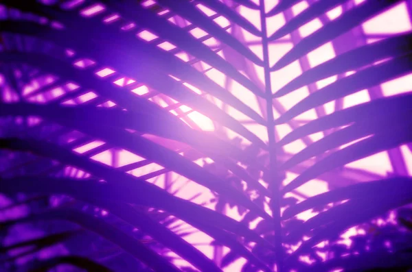 Tropical leaf in violet tones. — Stock Photo, Image