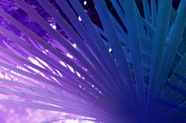 Mor tonlarda palmiye yaprağı.