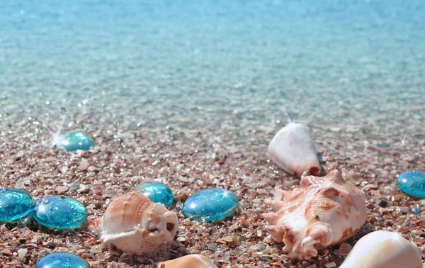 Background with beautiful seashells on wet sand.