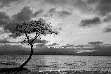 Kuru mangrov ağaç Filipinler Beach