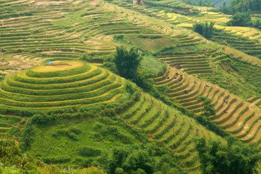 Sapa alanında pirinç