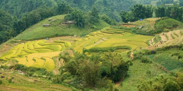 Campo Arroz Sapa — Foto de Stock