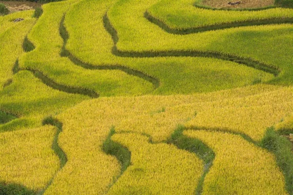 Campo Arroz Sapa — Fotografia de Stock