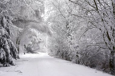 Kış yol forzen ağaçları ile