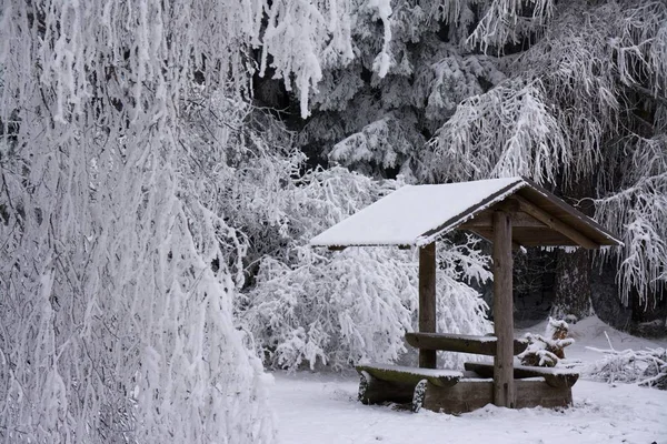 Erholsamer Ort Winterwald — Stockfoto